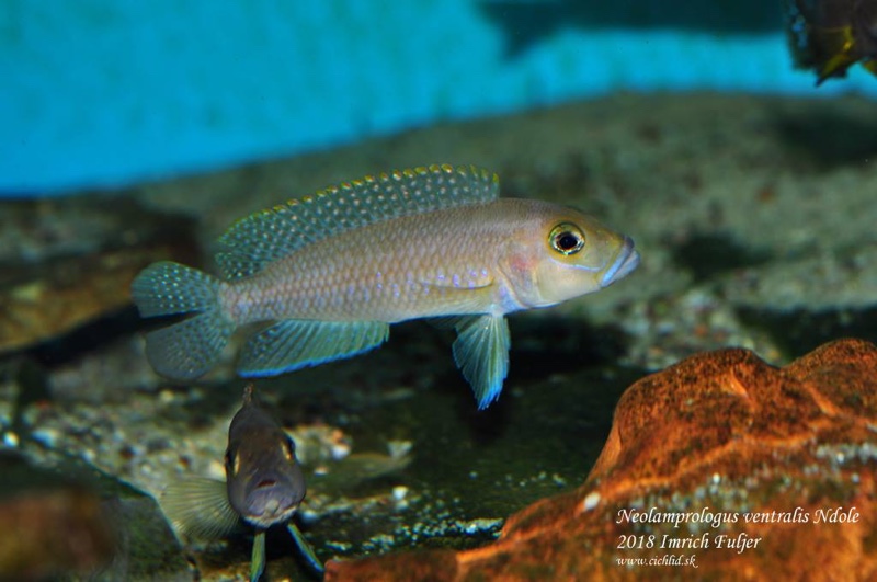 Neolamprologus sp. 'ventralis kasanga' Ndole Bay